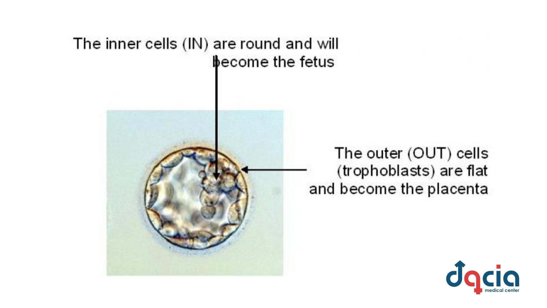 cum se dezvolta embrionul