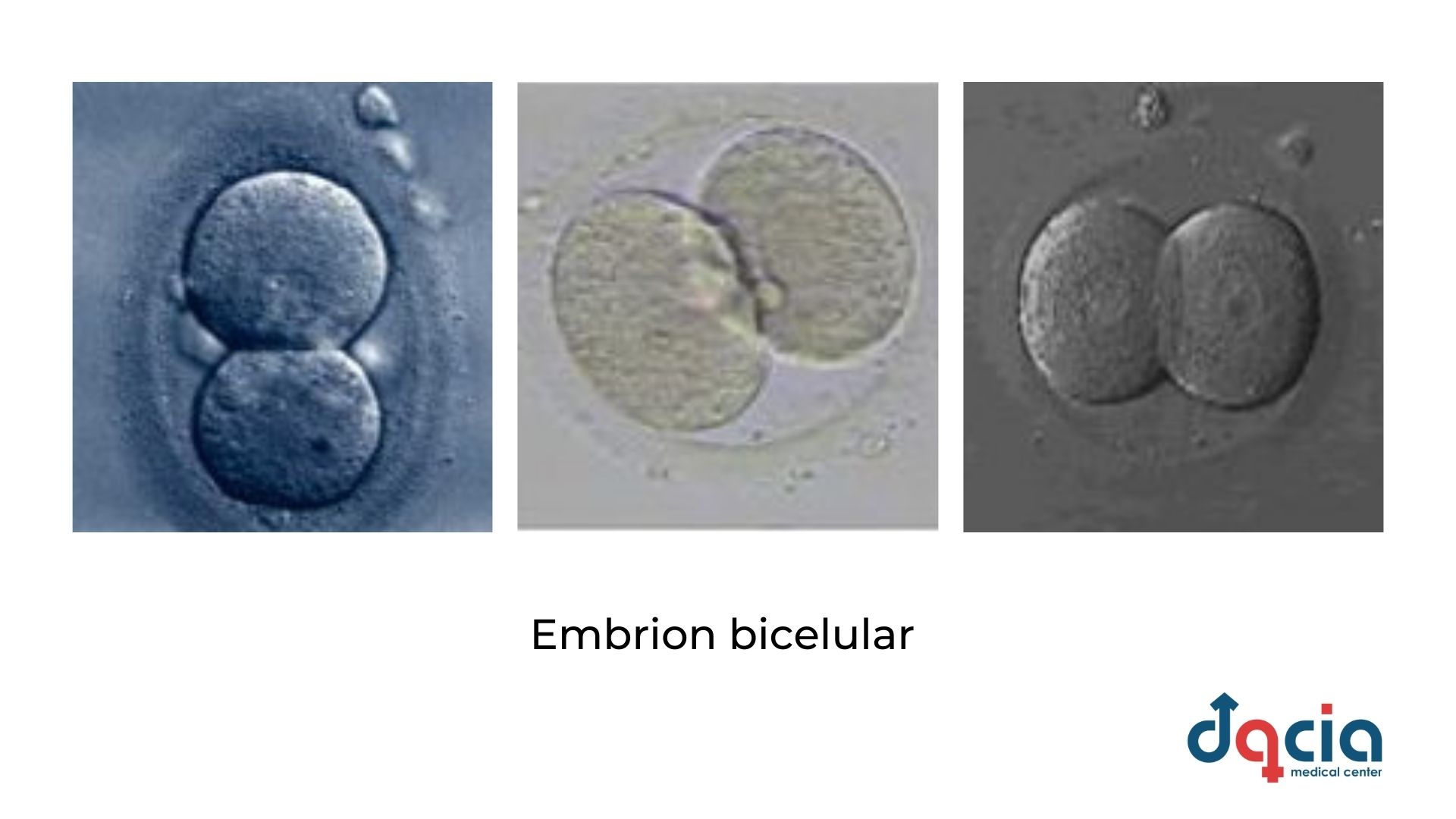 embrion bicelular