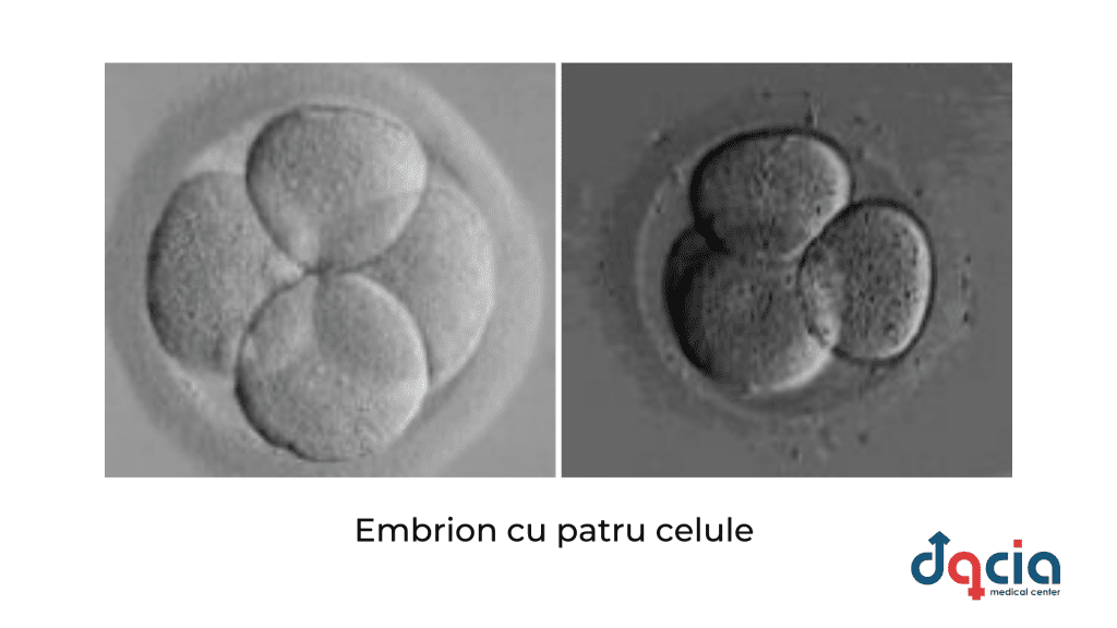 embrion cu patru celule