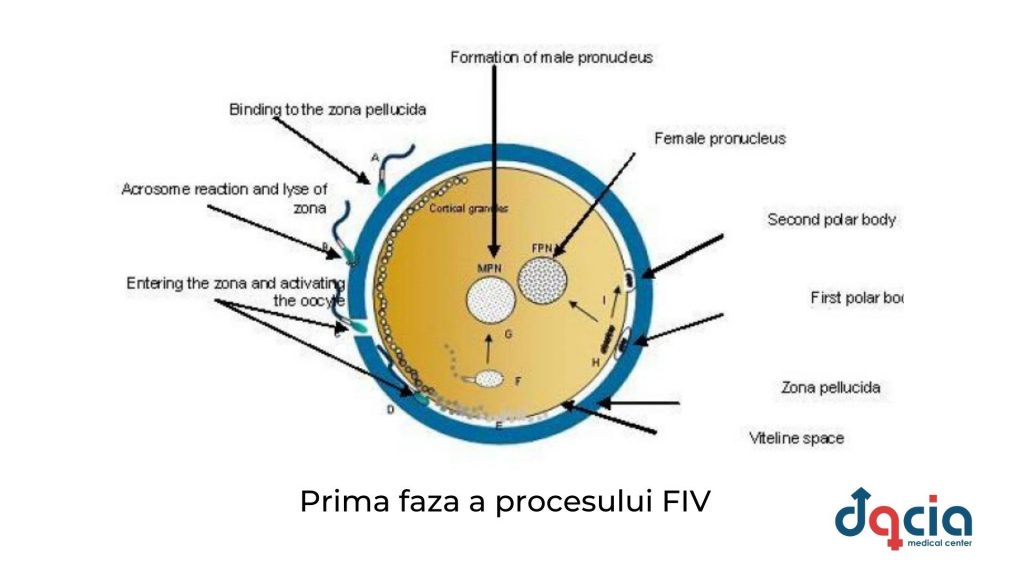 prima faza a procesului FIV