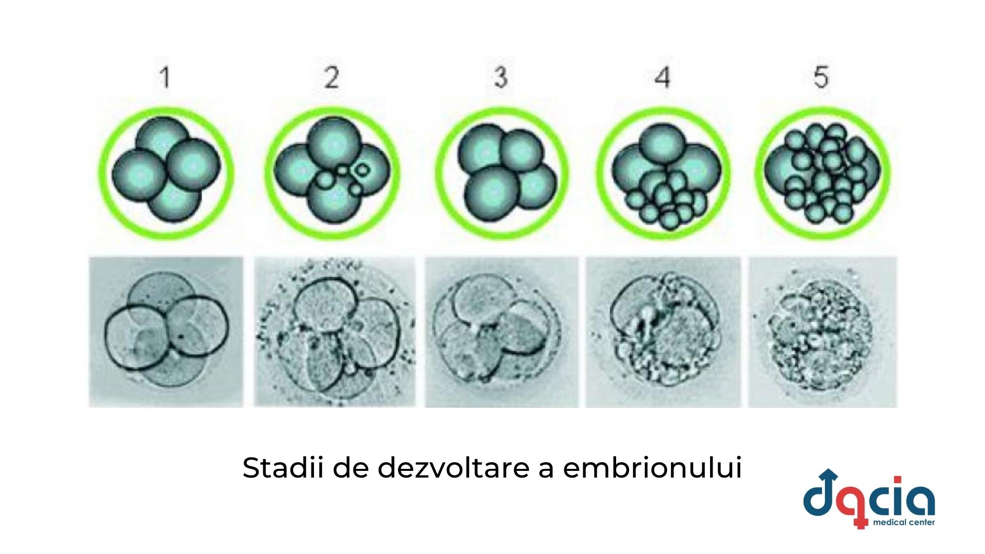 stadii dezvoltare embrion