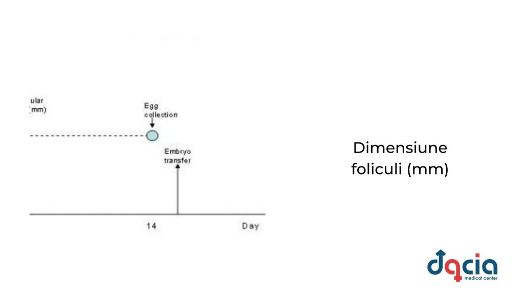 dimensiune foliculi