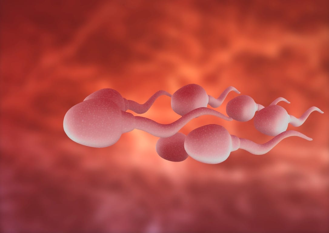Экстракорпоральное оплодотворение. Яйцеклетка 3д. Spermatozoidul. In vitro fertilization IVF.